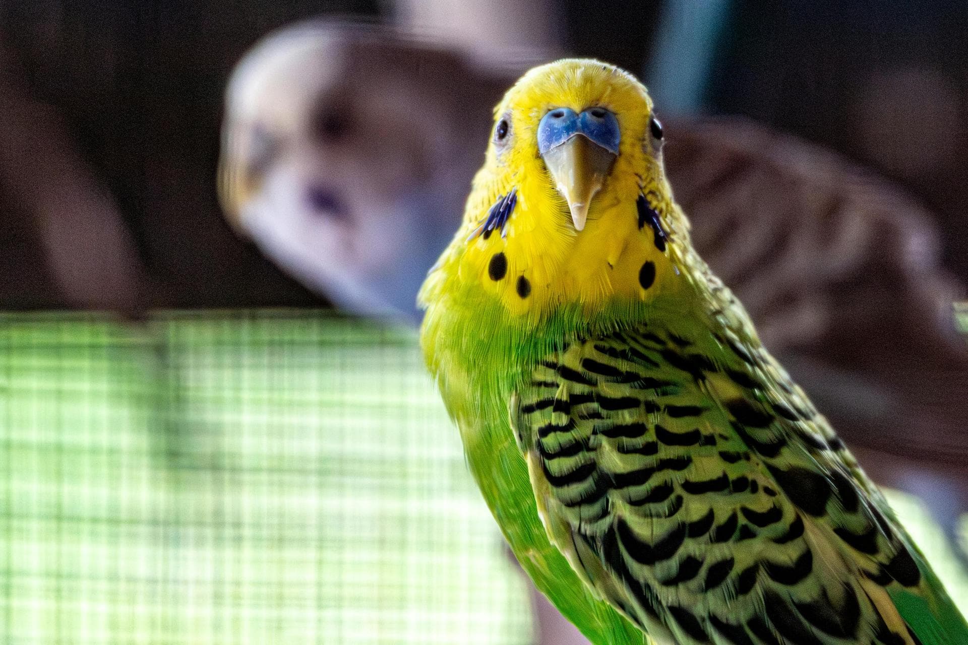 Best Vets in Monroe