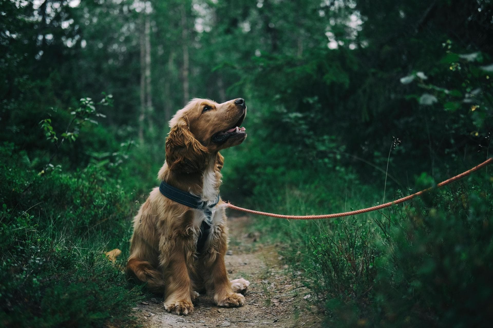 Emergency vets in Virginia